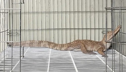 A Siamese crocodile found along the Soyang Stream in Yeoju on July 18 [Yonhap]