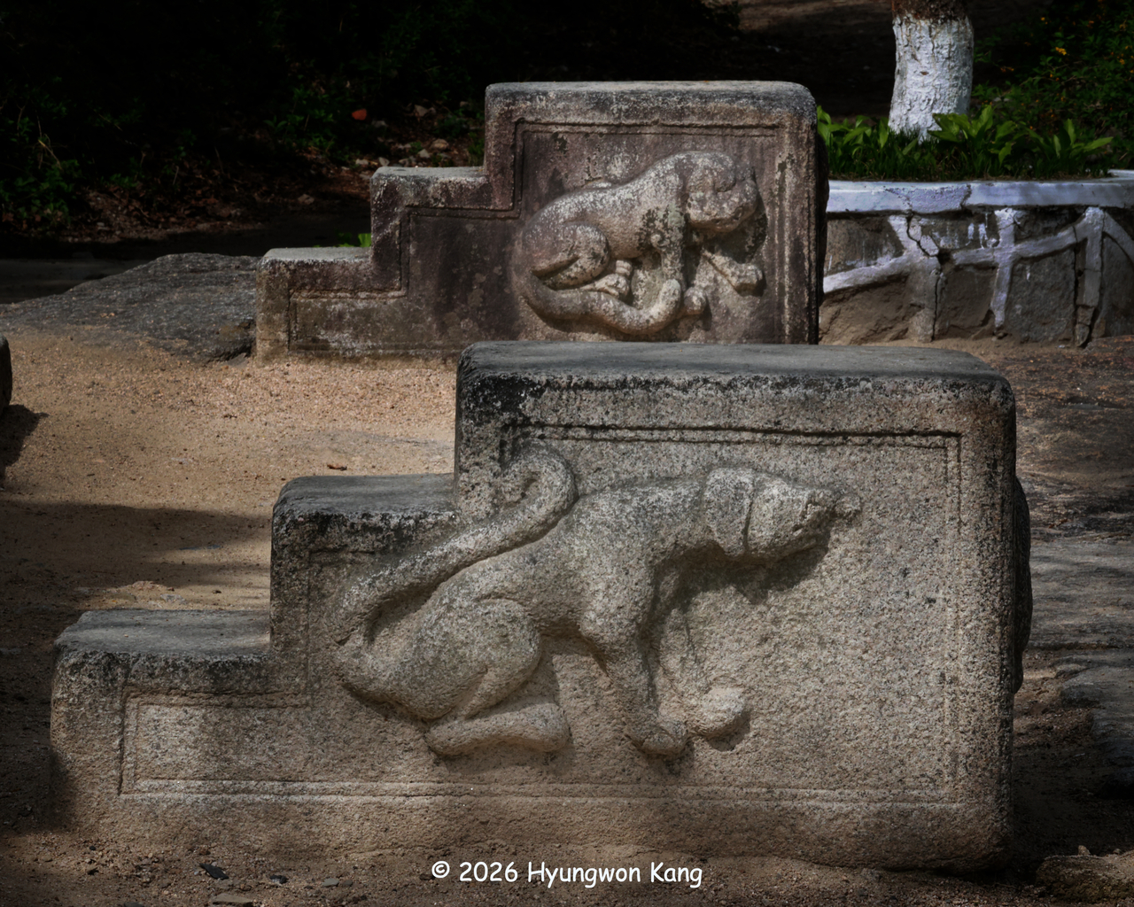 Native Korean dogs are carved into the masangdae and mahadae, stepped stone platforms traditionally used for mounting and dismounting from a horse at Sungyang Sowon in Kaesong, North Korea. One dog has floppy ears (front), while another has a short muzzle (rear), offering an intriguing visual record of the variety of dogs familiar to Koreans in earlier times. (Hyungwon Kang)