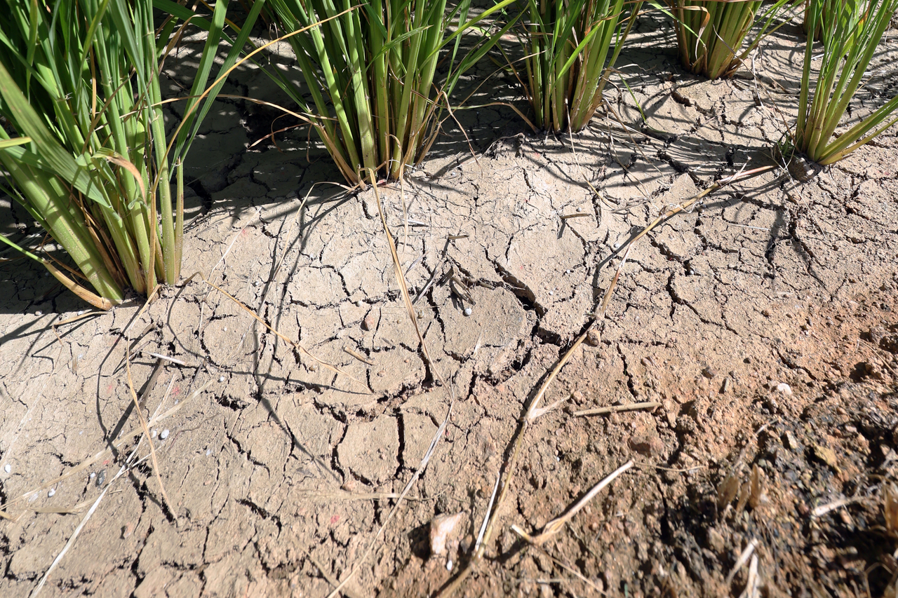 A rice field in Gokseong County, South Jeolla Province, shows cracks from drought on Wednesday, as severe drought hits the region. (Yonhap)