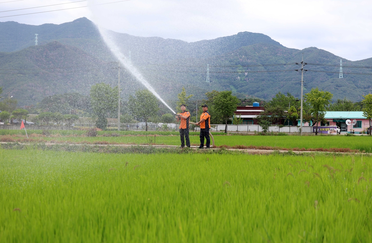 Firefighters spray water onto a rice field with a fire hose in Gasan-ri, Bubuk-myeon, Miryang, South Gyeongsang Province, on Wednesday. (Yonhap)