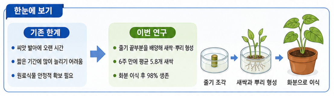 족도리풀 대량 증식 기술 모식도.[한국한의학연구원 제공]