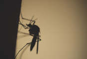 Stay on guard. Mosquitoes could be back