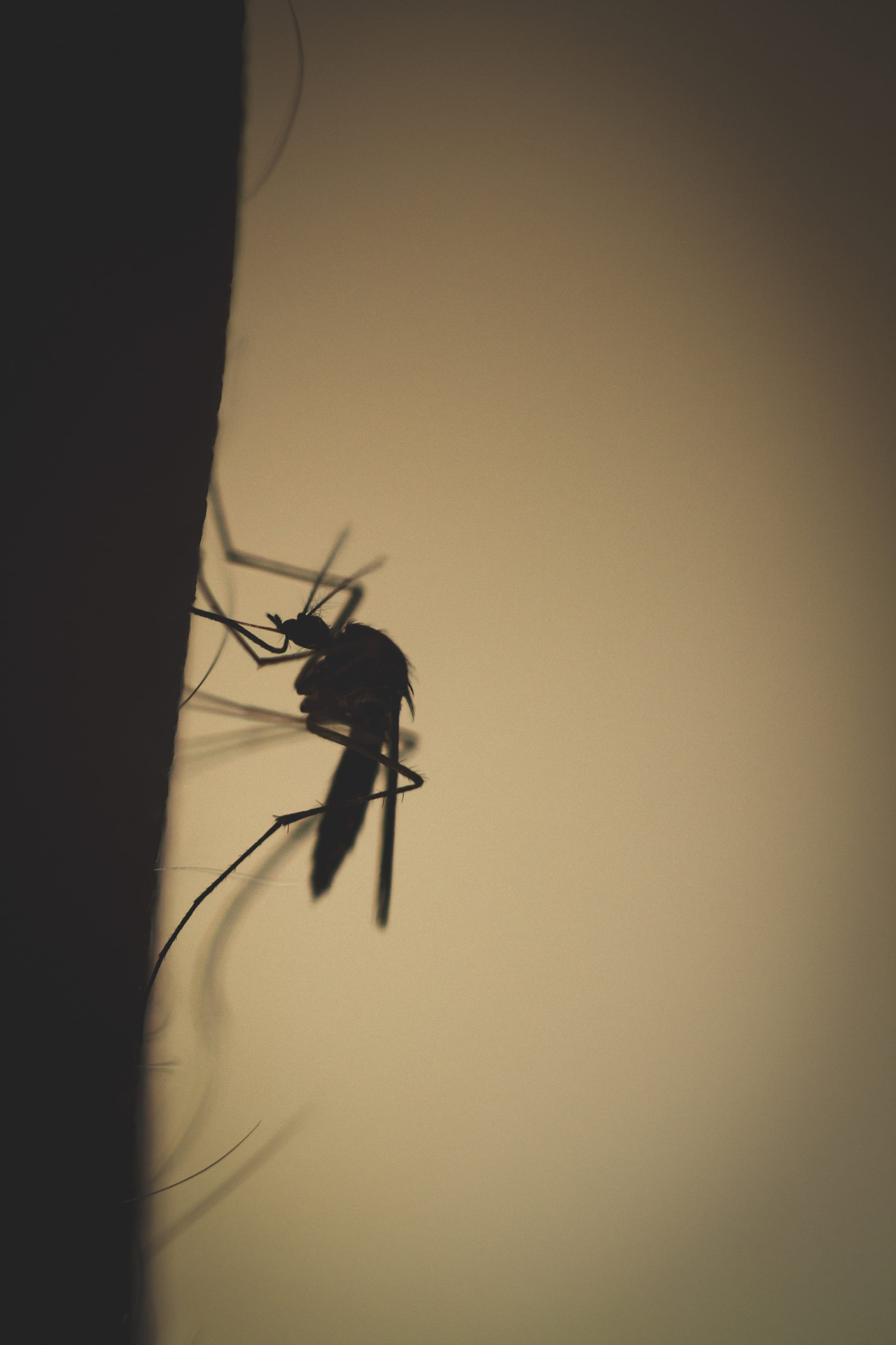 A mosquito rests on human skin in the dark. (123rf)