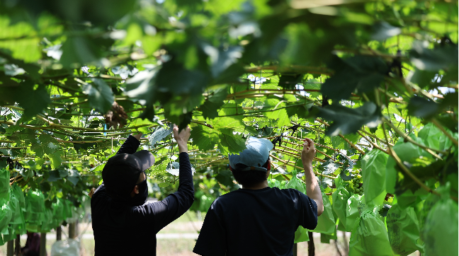Foreign workers work in a grape farm in Gyeongsan, North Gyeongsang Province on July 13. (Yonhap)