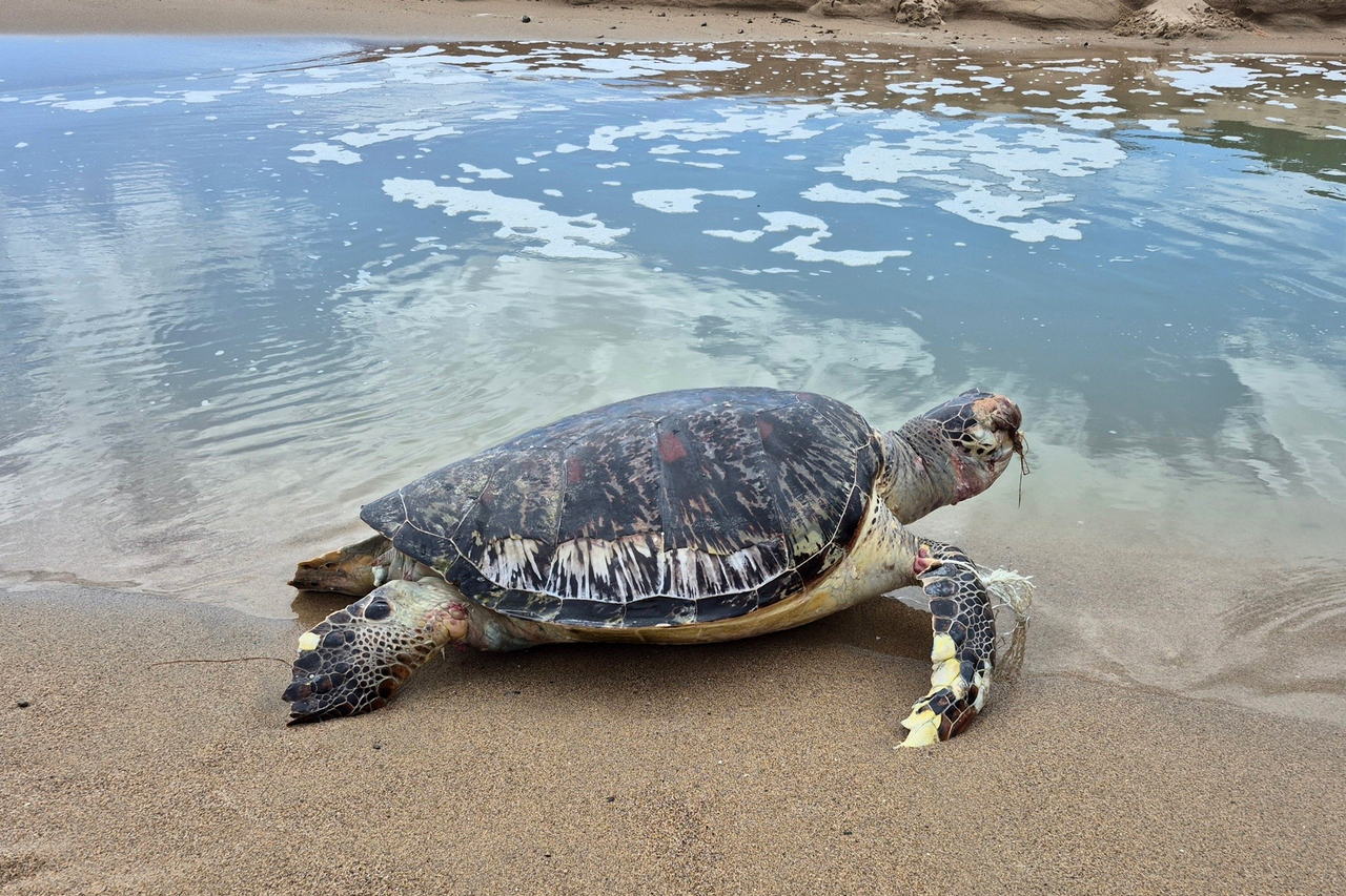 The carcass of a green sea turtle found at Jangsa Beach in Namjeong-myeon, Yeongdeok, North Gyeongsang Province, Thursday. (Uljin Coast Guard)