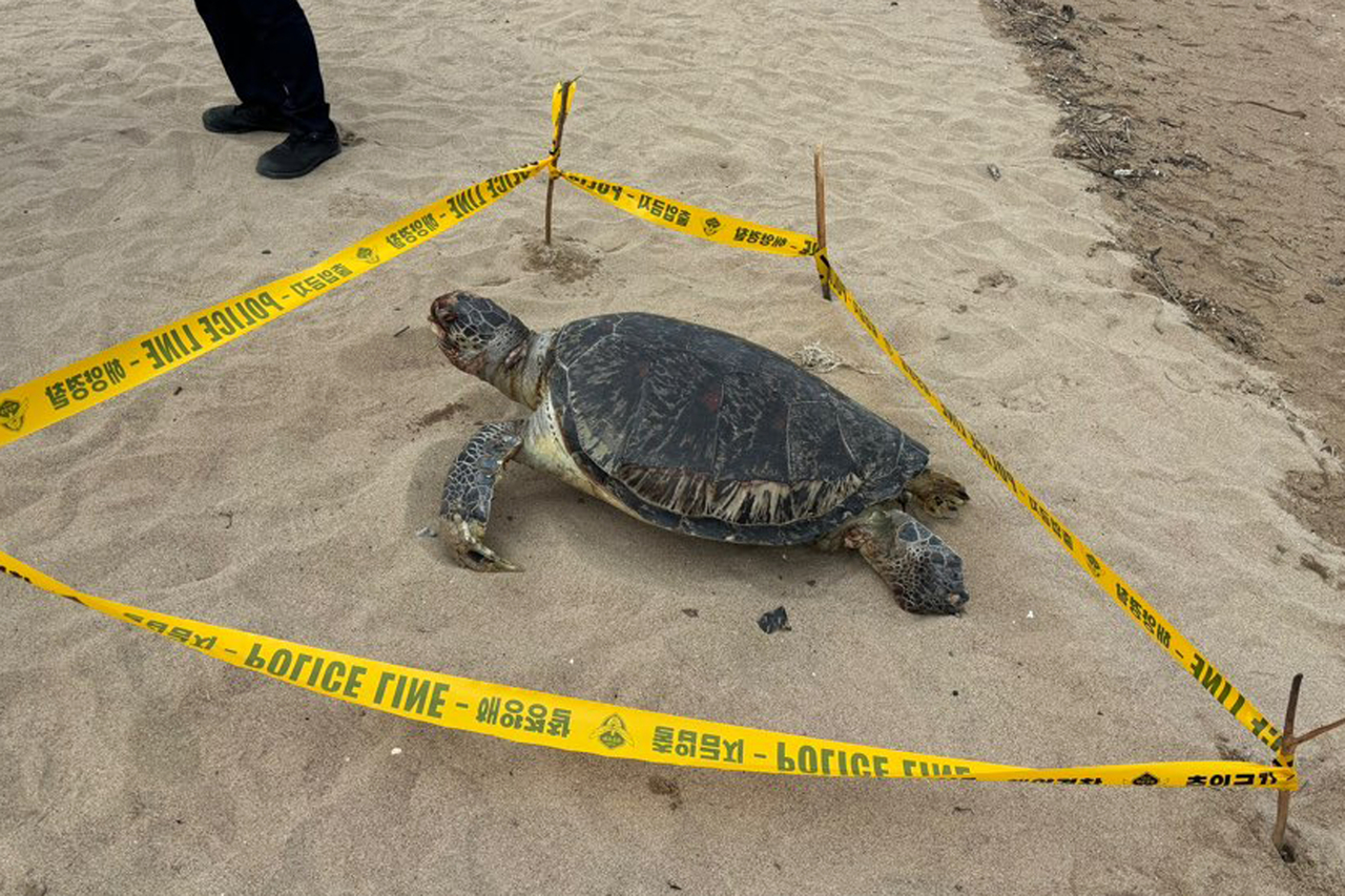 The carcass of a green sea turtle found at Jangsa Beach in Namjeong-myeon, Yeongdeok, North Gyeongsang Province, Thursday. (Uljin Coast Guard)