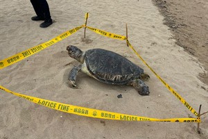 Rare green sea turtle found dead on Korean beach