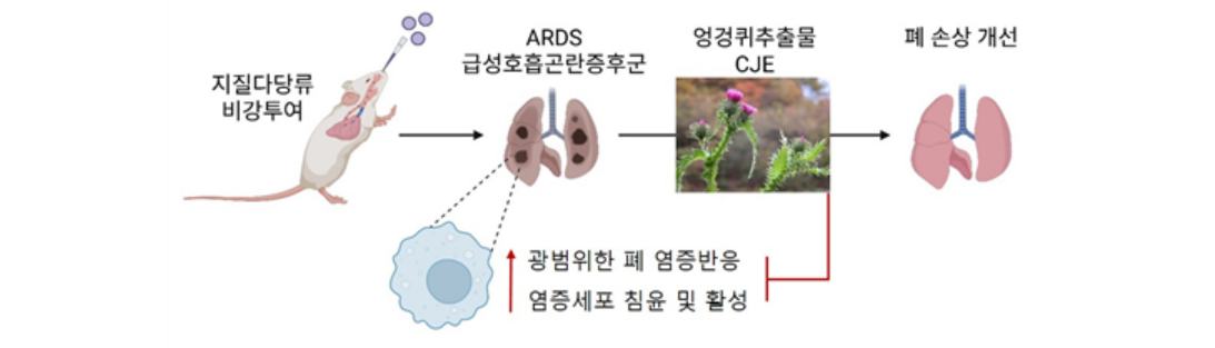 The mechanism of action and efficacy of thistle extract in acute respiratory distress syndrome. [Provided by Korea Food Research Institute]