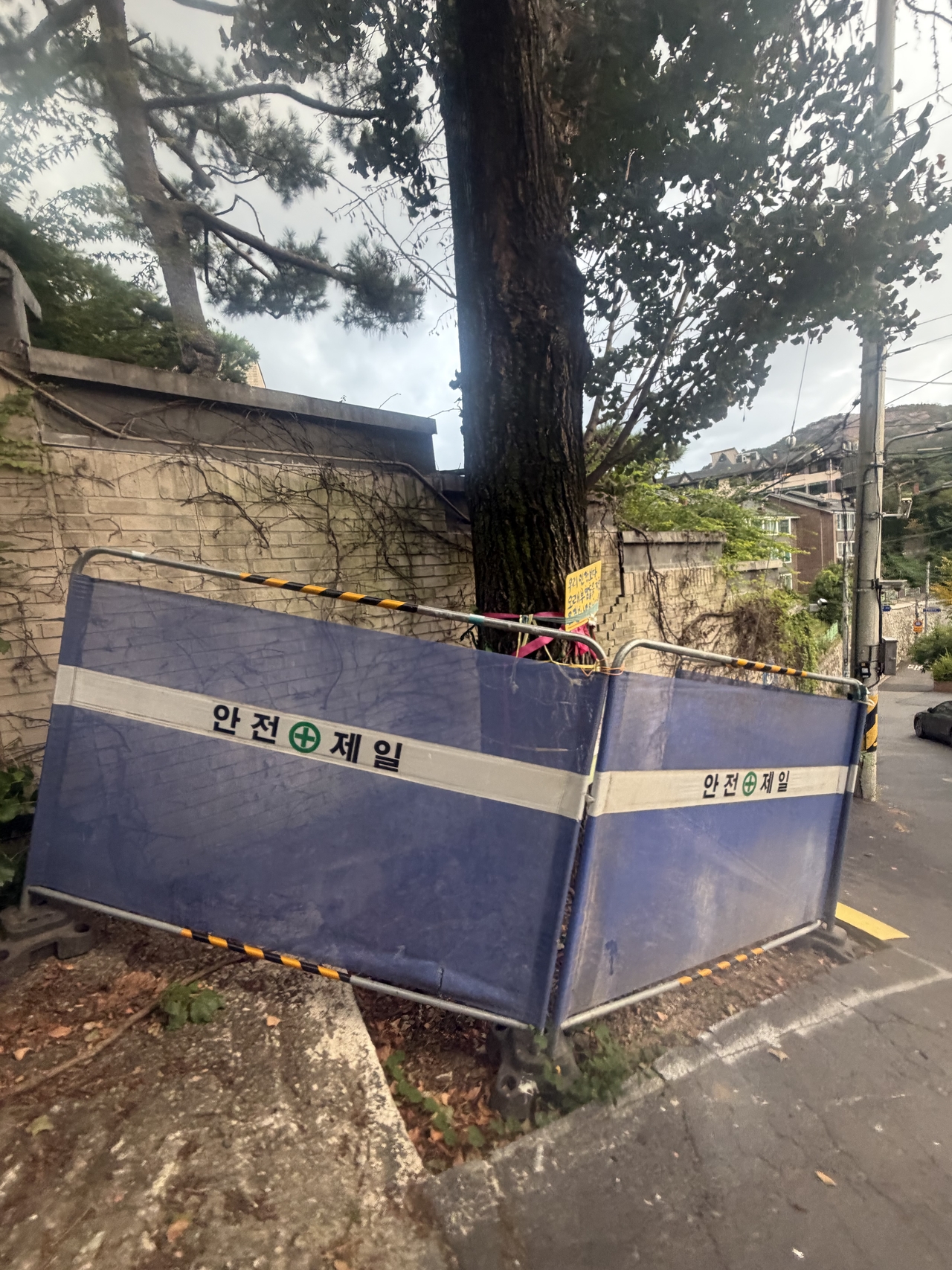 A ginkgo tree stands in front of the wall of Whanki Museum in Buam-dong, Jongno-gu, Seoul, on Friday. A fence has been erected around the tree. (Park Byung-kuk)