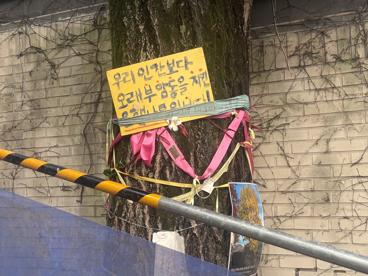 A ginkgo tree near Whanki Museum in Buam-dong, Seoul, on Friday. (Park Byung-kuk)