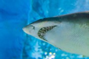 As East Sea warms, sharks move in