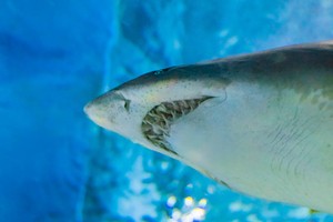 As East Sea warms, sharks move in