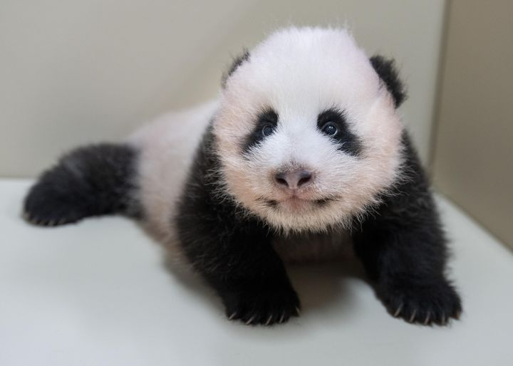 A baby panda was born on June 3 in Korea's largest theme park Everland. (Everland)