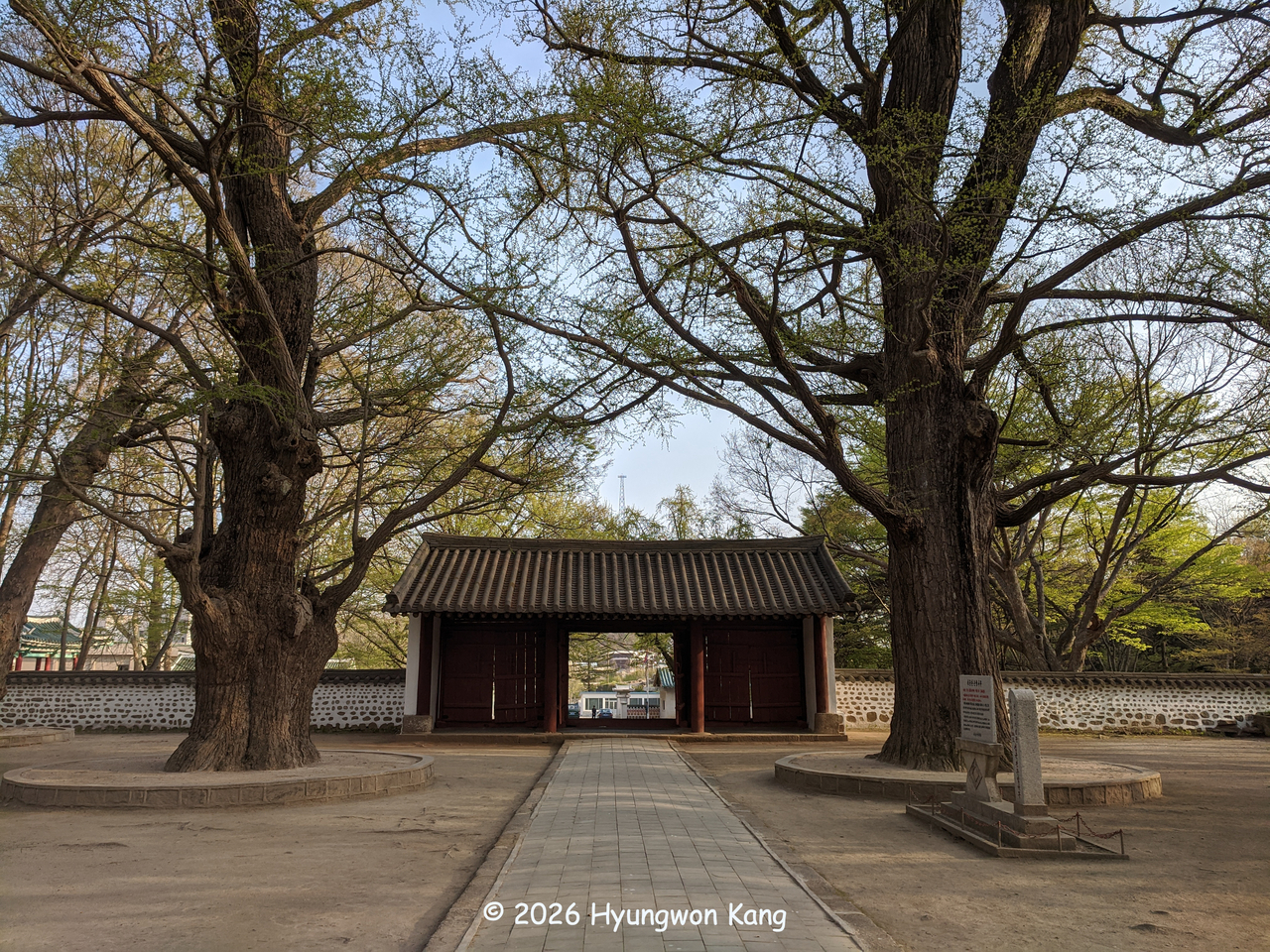 Two giant ginkgo trees, designated National Natural Monument No. 386, tower over the grounds of Koryo Songgyungwan, now the Koryo Museum in Kaesong. The two male trees stand 31.5 meters and 33.7 meters tall, with trunk circumferences at the base of 6.3 meters and 6.7 meters, respectively.
Koryo’s highest state school, the Gukjagam, was established in Gaegyong (present-day Kaesong) in 992 and later became Koryo Songgyungwan, roughly equivalent in function to a modern university. Today, the historic complex houses the Koryo Museum.
(Hyungwon Kang)