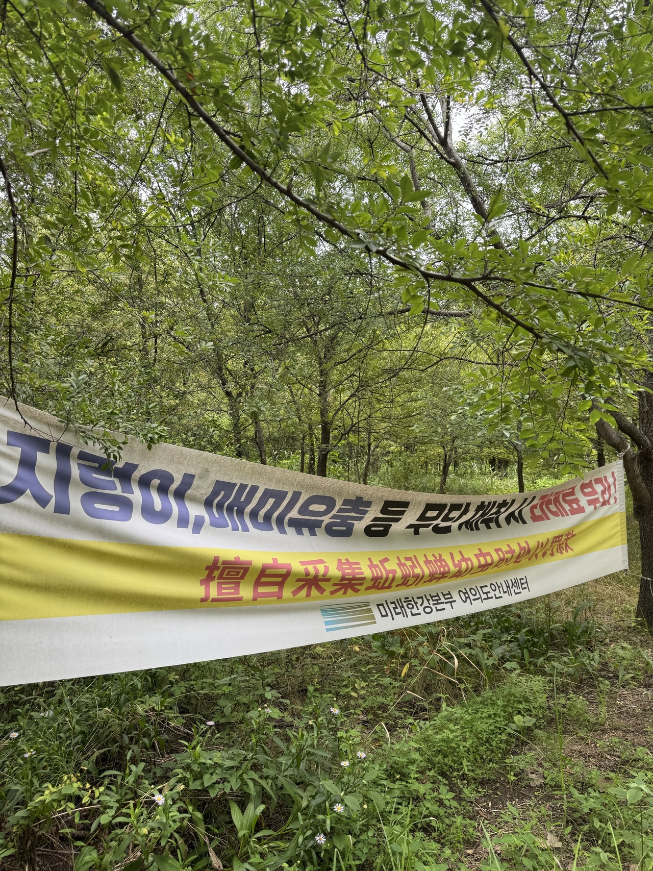 A banner at Yeouido Saetgang Ecological Park warns visitors not to collect earthworms or cicada nymphs, with the message written in both Korean and Chinese. (Threads)
