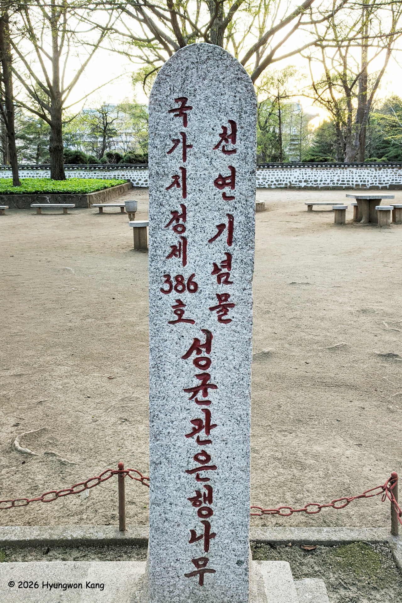 A granite marker identifies the ginkgo trees at Koryo Songgyungwan as National Natural Monument No. 386. (Hyungwon Kang)