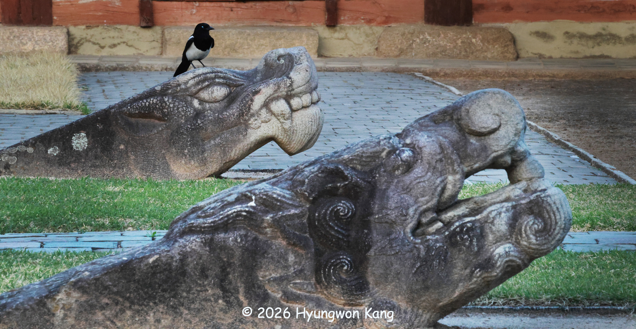 A magpie perches atop one of two monumental stone dragon heads at the Koryo Museum in Kaesong. The dragon on the left bares clenched canine teeth, while the other holds a "yeouiju," a jewel symbolizing the dragon’s power and, in Buddhist tradition, wisdom. Their piercing eyes and curling whiskers give the ancient sculptures a fearsome, almost lifelike presence.
(Hyungwon Kang)