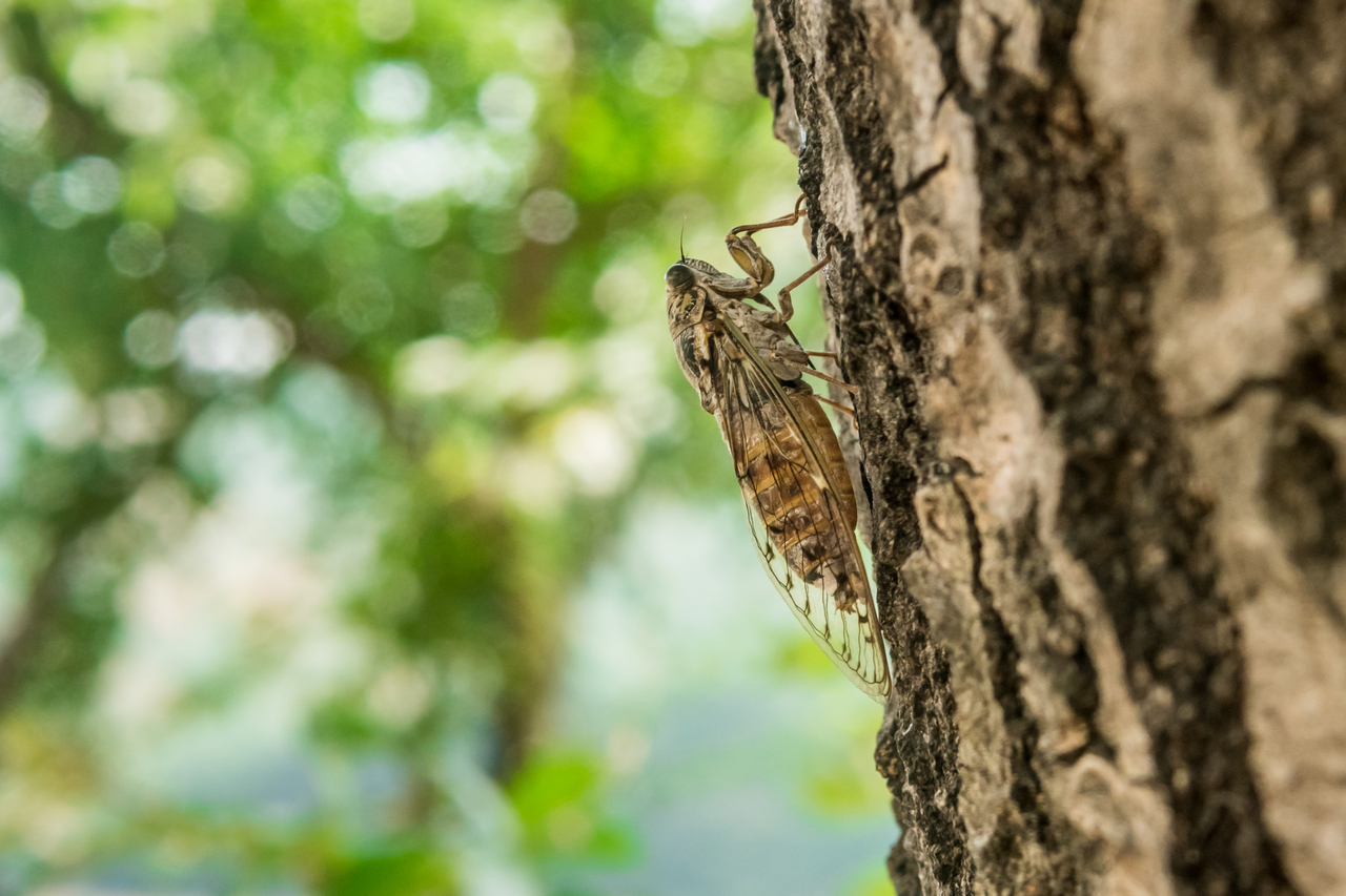 A large brown cicada climbs up a tree. (Getty Images)