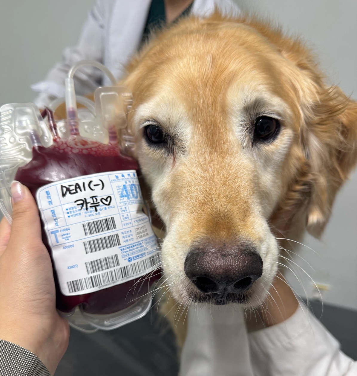 Cappu, a 7-year-old golden retriever, stands next to a bag containing his donated blood at Konkuk University’s KU I’m Dognor Blood Donation Center in Seoul on July 31, after completing his 10th blood donation. (Cappu’s owner)