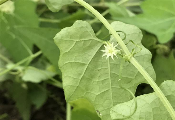 Calystegia soldanella [Provided by the National Nakdong River Biological Resources Center]