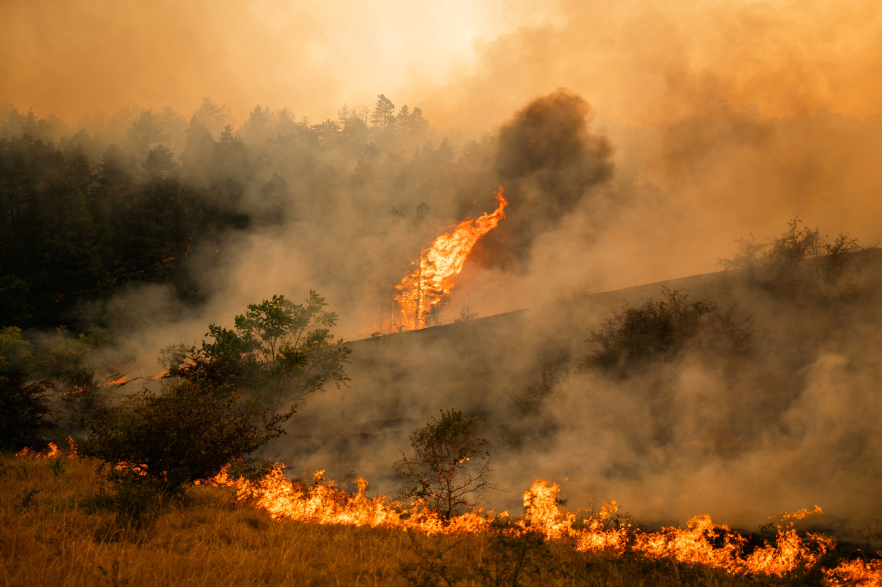 A wildfire burns near in Grebenac, near Deliblatska Pescara, Serbia, August 21, 2026.  REUTERS/Uros Arsic