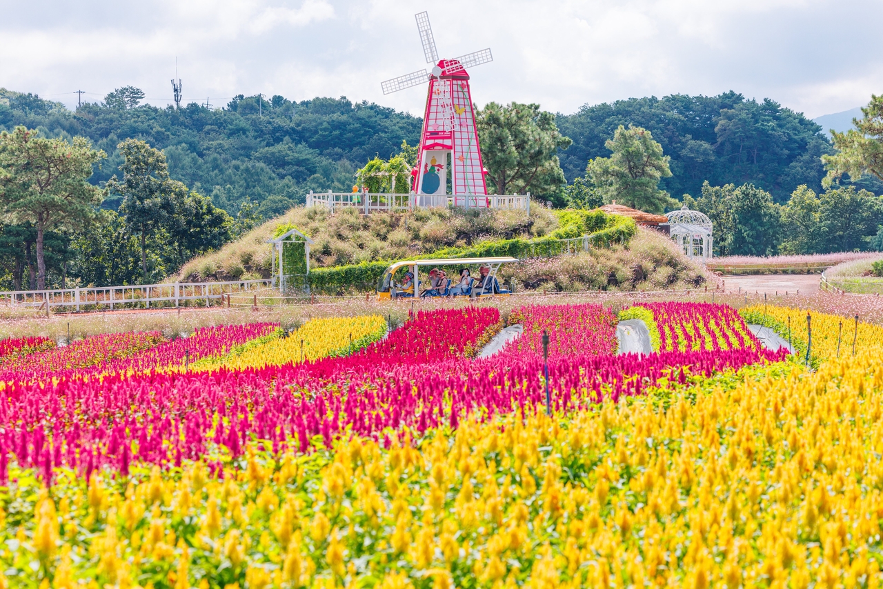 The Goseokjeong flower field in Cheorwon, said to rival Hokkaido's famed Furano gardens