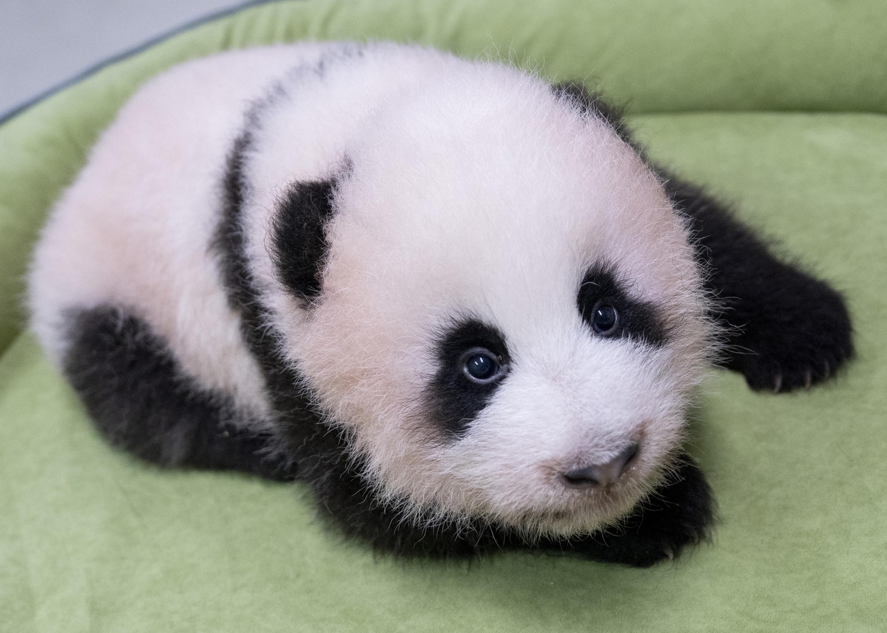 The youngest baby panda, photographed Saturday at 81 days old. [Provided by Everland]