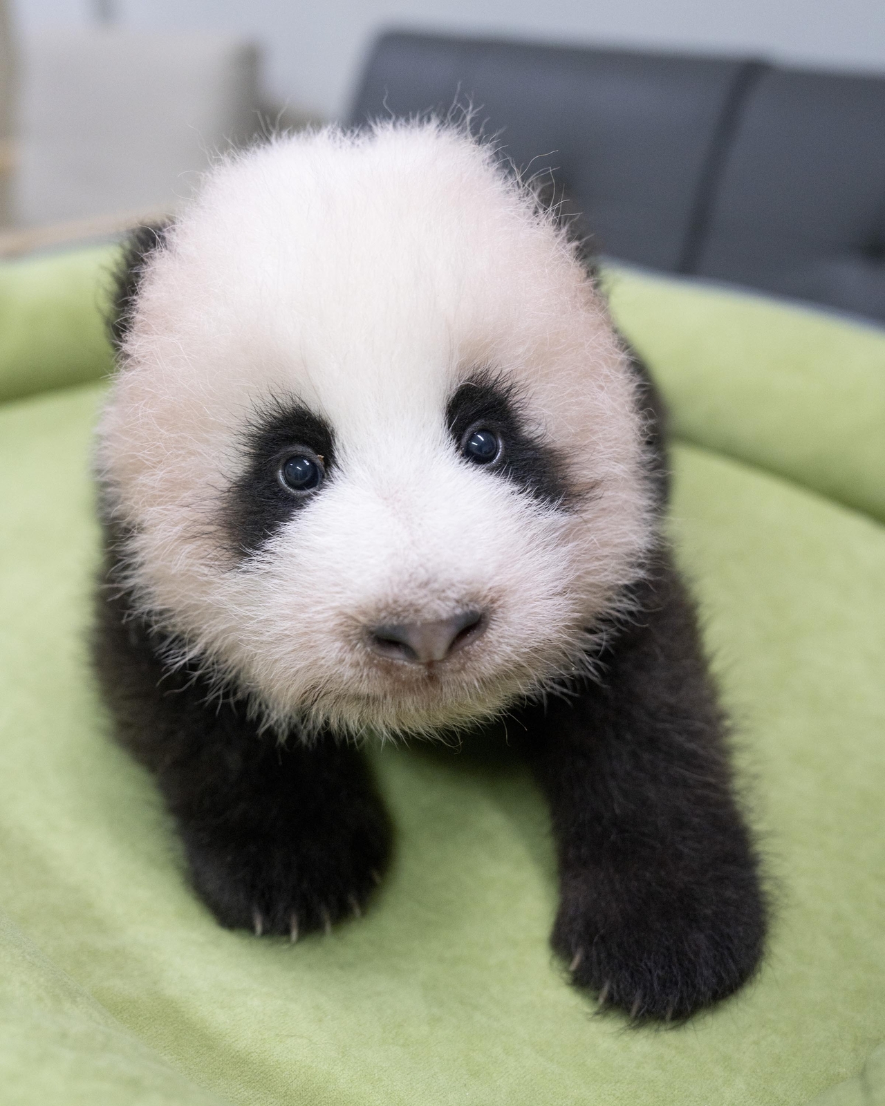 The baby panda, photographed Saturday at 81 days old [Everland]