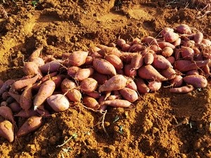 이랜드 킴스클럽 “나주 애플호박 햇고구마, 생산량 50% 확대”