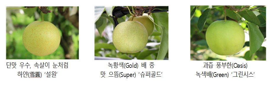 농촌진흥청이 보급을 확대하고 있는 녹색배 품종. 왼쪽부터 단맛이 우수하고 속살이 눈처럼 하얀 ‘설원’, 노란빛 껍질에 새콤달콤한 맛이 특징인 ‘슈퍼골드’, 과즙이 풍부한 ‘그린시스’. [농촌진흥청 제공]
