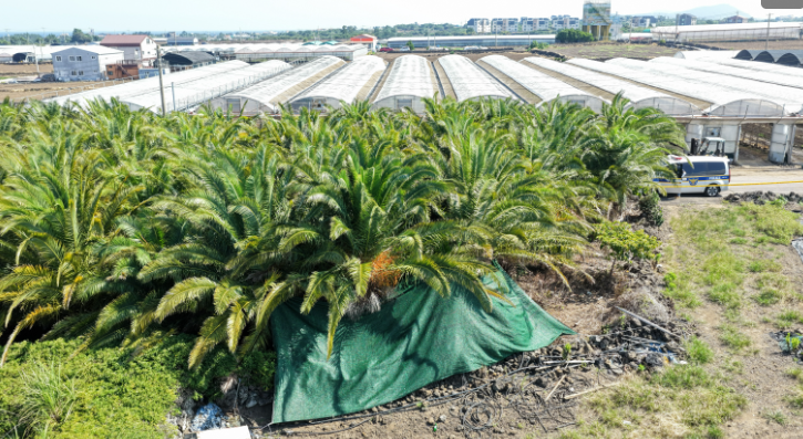 A tarpaulin covers the scene where the body of Jang Mi-ran, reported missing in May, was found at a palm tree farm on Jeju Island on Wednesday. (Yonhap)