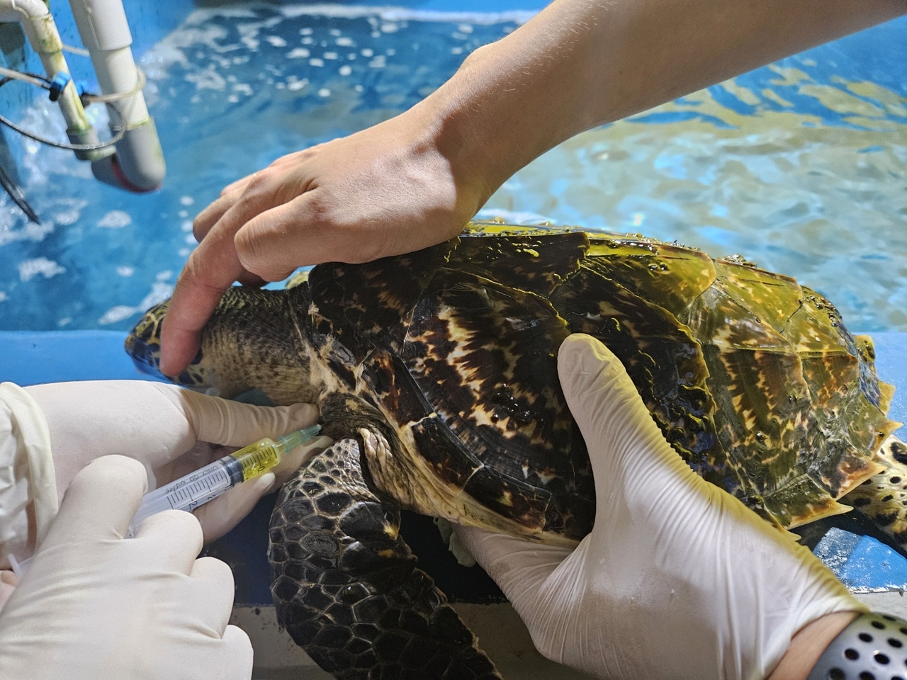 A sea turtle undergoes a blood test as part of a health checkup. [Ministry of Oceans and Fisheries]