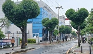 나무 수십개가 ‘하트♥’…“나무가 불쌍, 기괴” vs “감다살”, 청주 가로수길 갑론을박