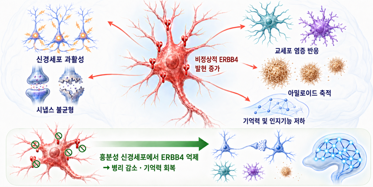 알츠하이머병 병리를 연결하는 공통 조절 인자로서의 흥분성 신경세포 ERBB4.[과기정통부 제공]