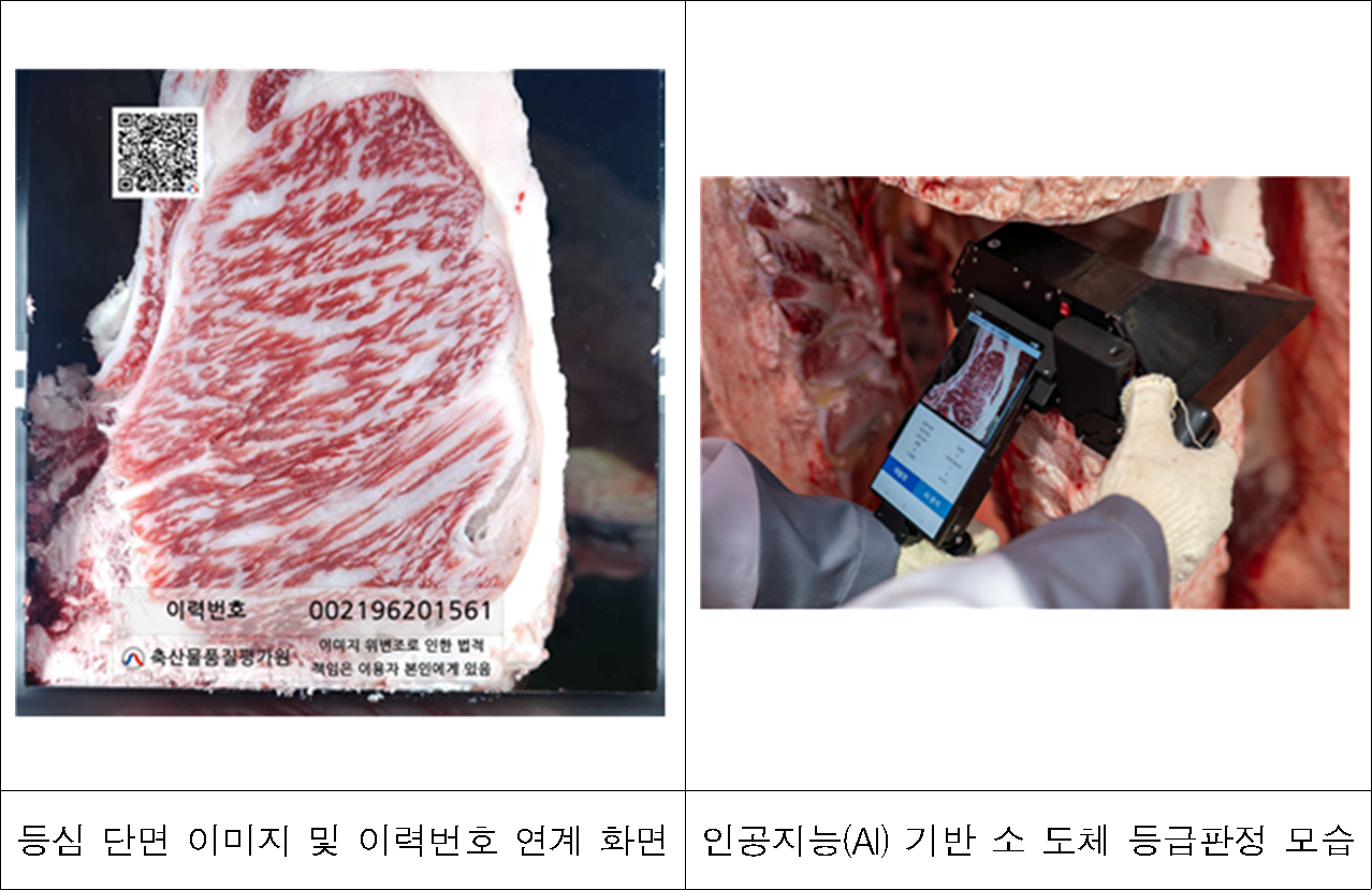 인공지능(AI) 기반 소 등급판정 장비로 촬영한 한우 등심 단면 이미지. 소비자는 이력번호와 연계해 실제 마블링 상태를 확인할 수 있다. 오른쪽은 축산물품질평가사가 AI 기반 소 등급판정 장비로 한우 등심 단면을 촬영하는 모습. 촬영된 이미지는 딥러닝 기술을 통해 등심단면적과 근내지방도 등을 측정하는 데 활용된다. [축산물품질평가원 제공]