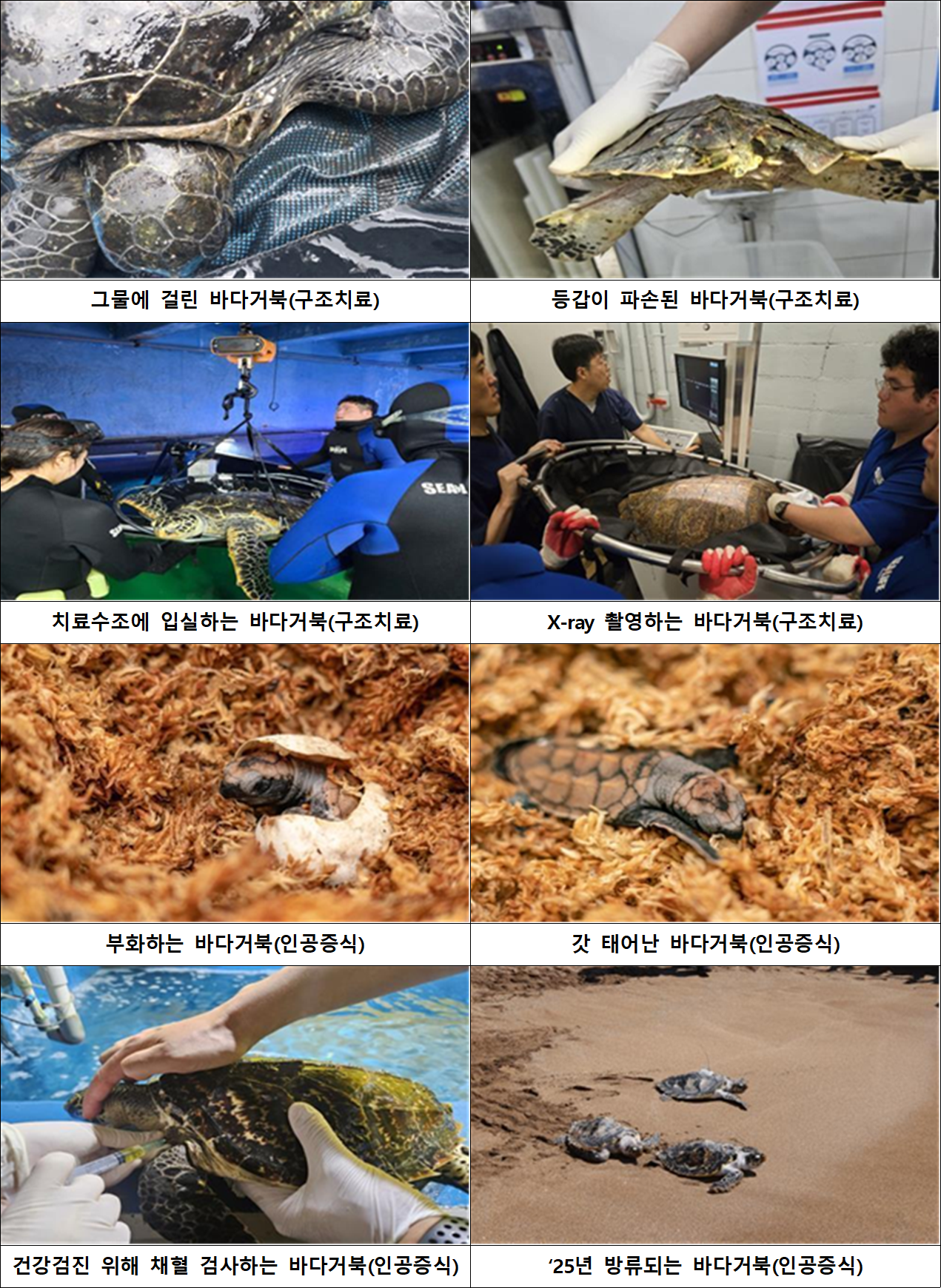 Sea turtles that were rescued, treated or hatched through artificial incubation. [Ministry of Oceans and Fisheries]