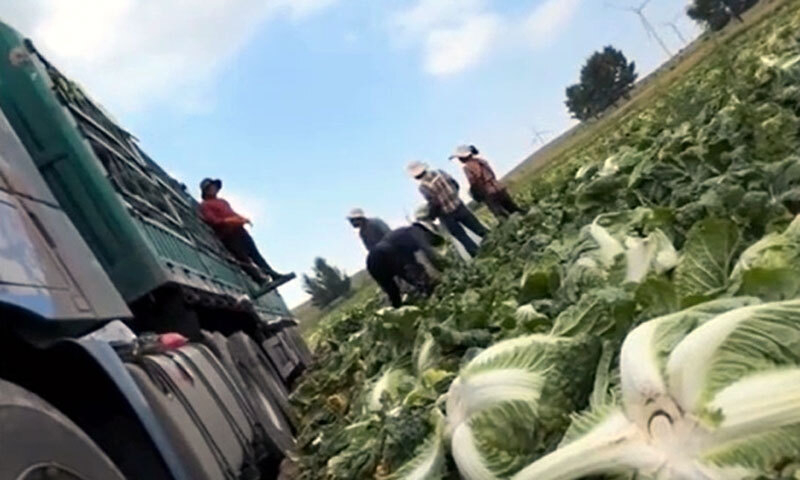 Screenshot from a video filmed by a Chinese blogger that allegedly shows farmers in China dipping cabbage in a formaldehyde solution to keep it fresh. (Yonhap)