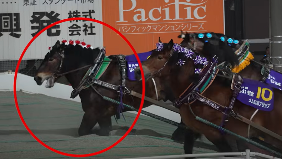반에이 경마.[PETA 홈페이지 갈무리]