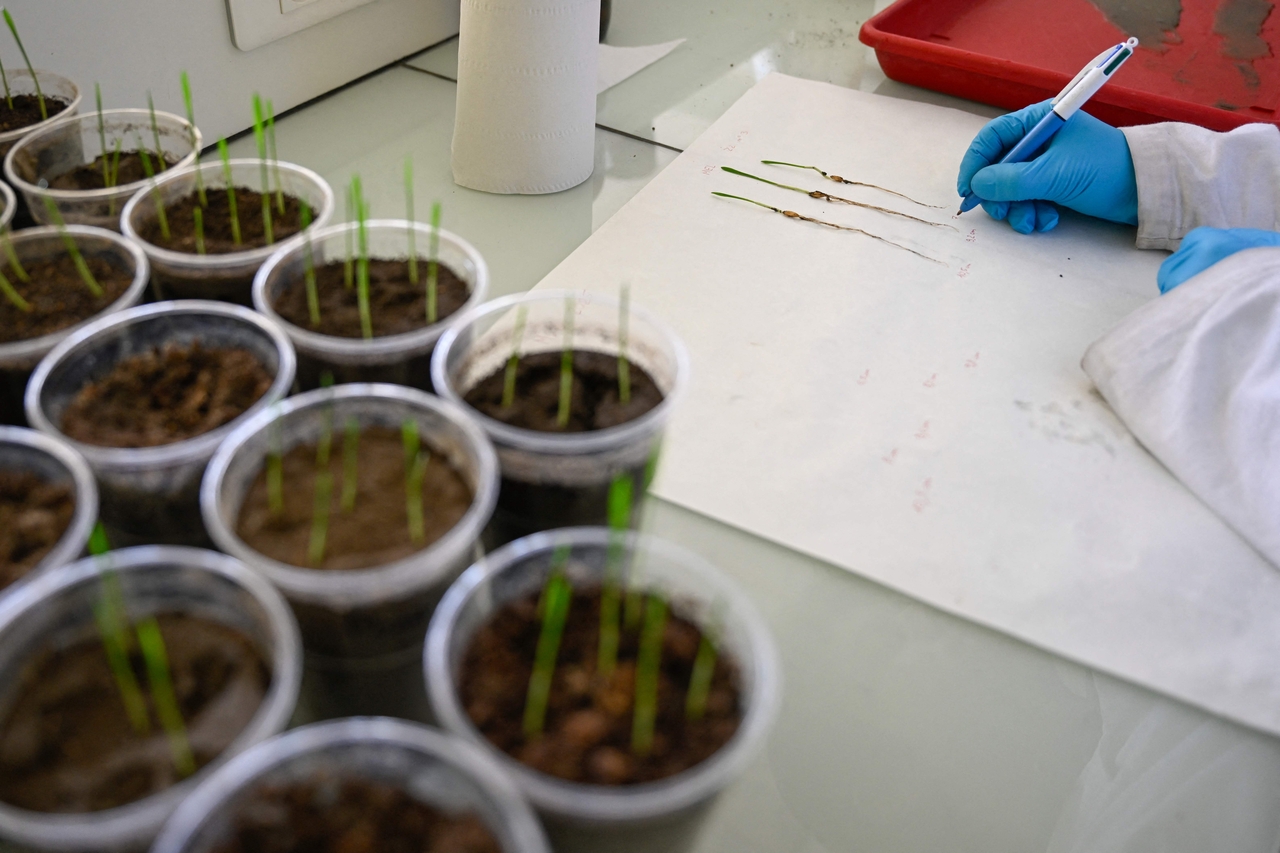 A researcher reviews plant samples to study the pollution of soils and plants in Uckange, France, May 21. (AFP-Yonhap)