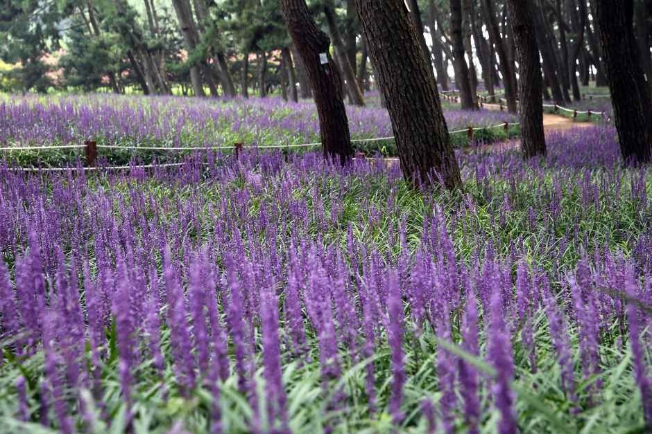 Janghang Liriope Flower Festival (KTO)