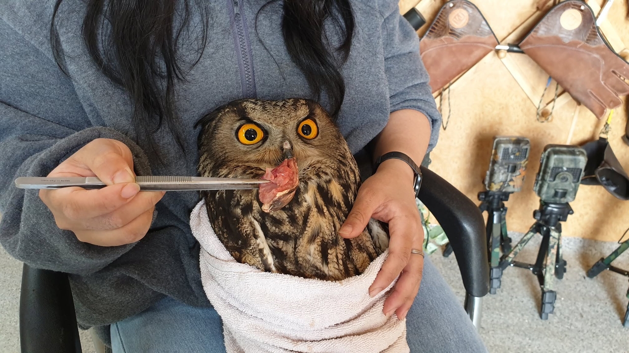 A Eurasian eagle-owl is fed by caregivers at the Hangang Wildlife Conservation Research Center in Hanam, Gyeonggi Province. (Hangang Wildlife Conservation Research Center)