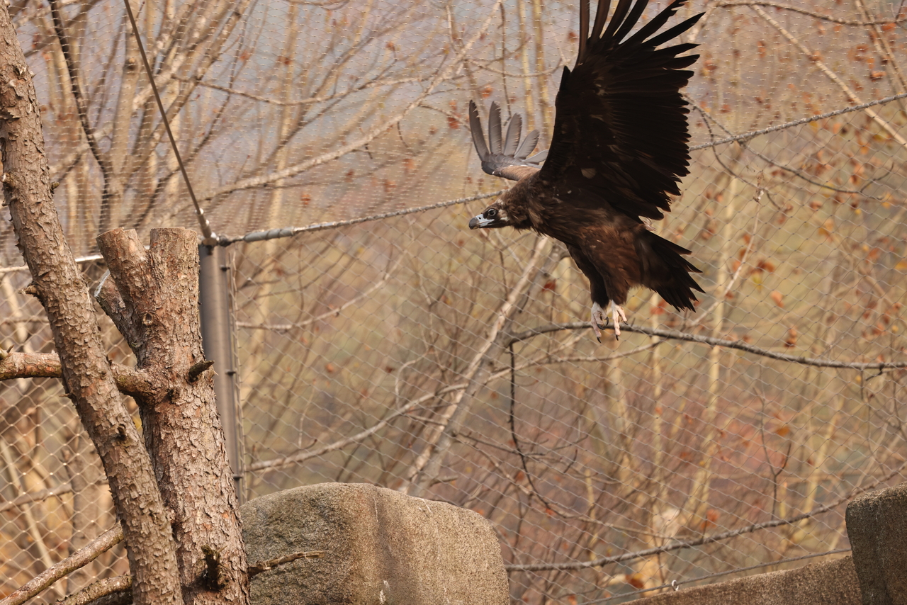 A cinereous vulture perches on a branch at Seoul Grand Park in Gwacheon, Gyeonggi Province. (National Institute of Ecology)