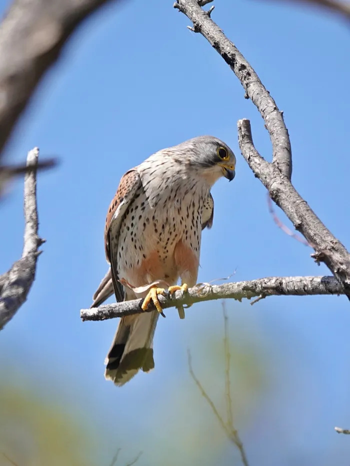 A kestrel perches on a branch at Gangseo Marsh Ecological Park in western Seoul. (Seoul Metropolitan Government)