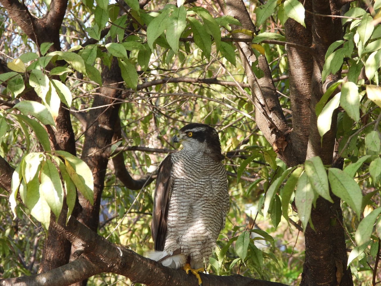 A Eurasian sparrowhawk found in Namyangju, Gyeonggi Province (Hangang Wildlife Conservation Research Center)