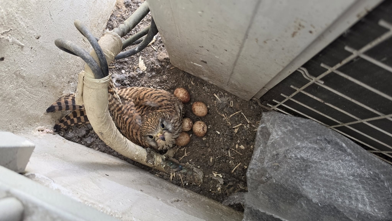 A kestrel incubates its eggs on an apartment balcony in Songpa-gu, southern Seoul. (Hangang Wildlife Conservation Research Center)