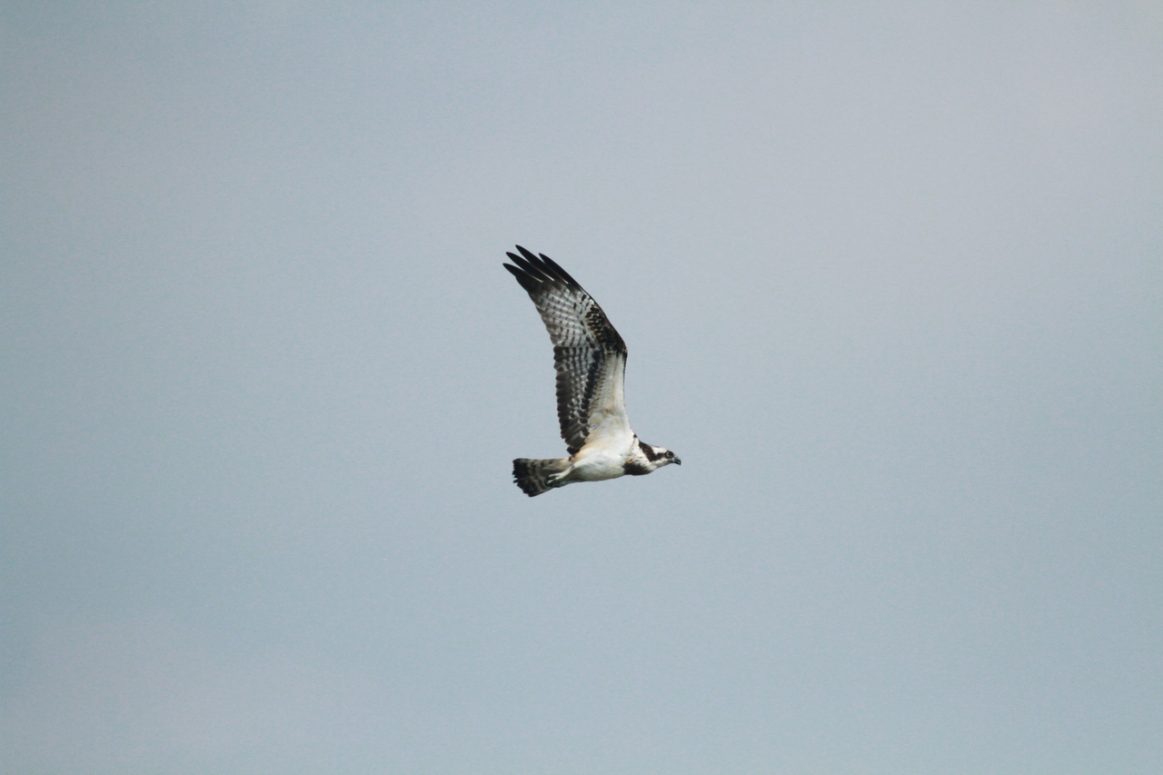 An osprey in flight (National Institute of Ecology)
