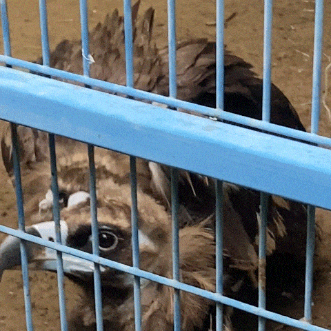 A pair of cinereous vultures are being cared for at Hangang Wildlife Conservation Research Center in Hanam, Gyeonggi Province. (Lim Jae-seong/The Korea Herald)