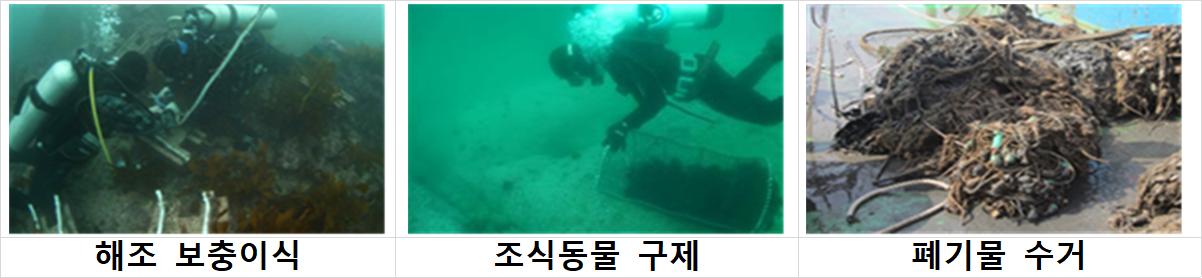 바다숲 조성지에서 해조류 보충이식과 조식동물 구제, 폐기물 수거 등 사후관리 작업이 진행되고 있다. [해양수산부 제공]
