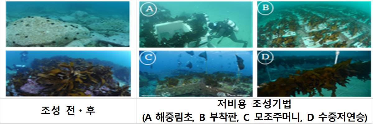 바다숲 조성 전·후 모습과 저비용 조성기법. 해중림초, 부착판, 모조주머니, 수중저연승 등을 활용해 해조류의 서식 기반을 조성한다. [해양수산부 제공]