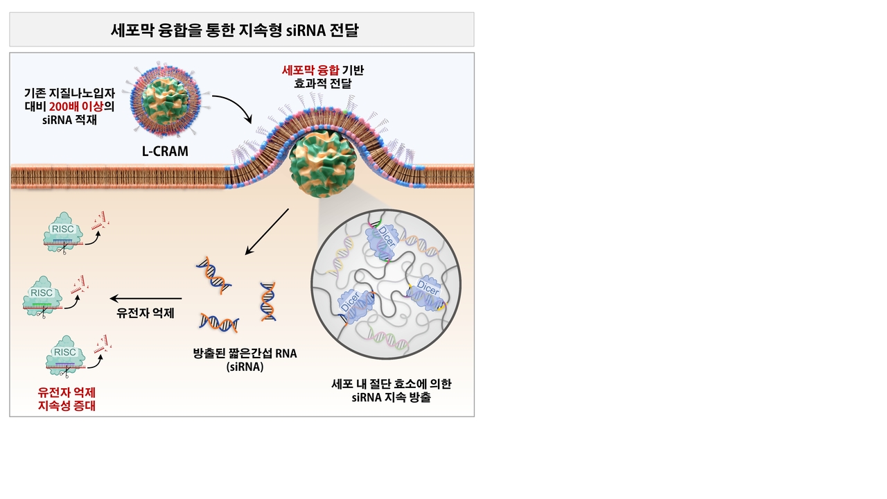 세포 안에서 RNA 치료 효과를 오래 유지하는 융합성 RNA 나노모듈 (L-CRAM)의 작동 원리.[서울시립대학교 제공]